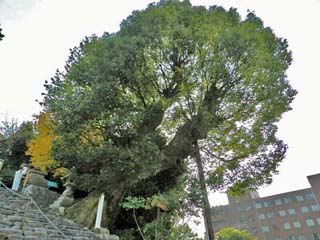 クリックすると拡大写真(600x450)が表示されます