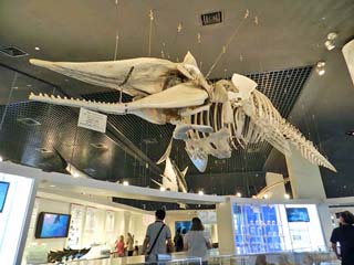 クリックすると「総合休憩所(美ら海プラザ)」のページが表示されます