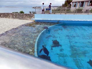 クリックすると「ウミガメ館」のページが表示されます
