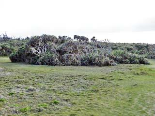 クリックすると「万座毛周辺の自然」の案内板(960x960)が表示されます